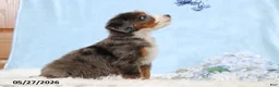 Mini Bernedoodle dogs for sale: Tasha - Ad 4