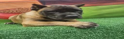 Cane Corso dogs for sale: KING - Ad 16