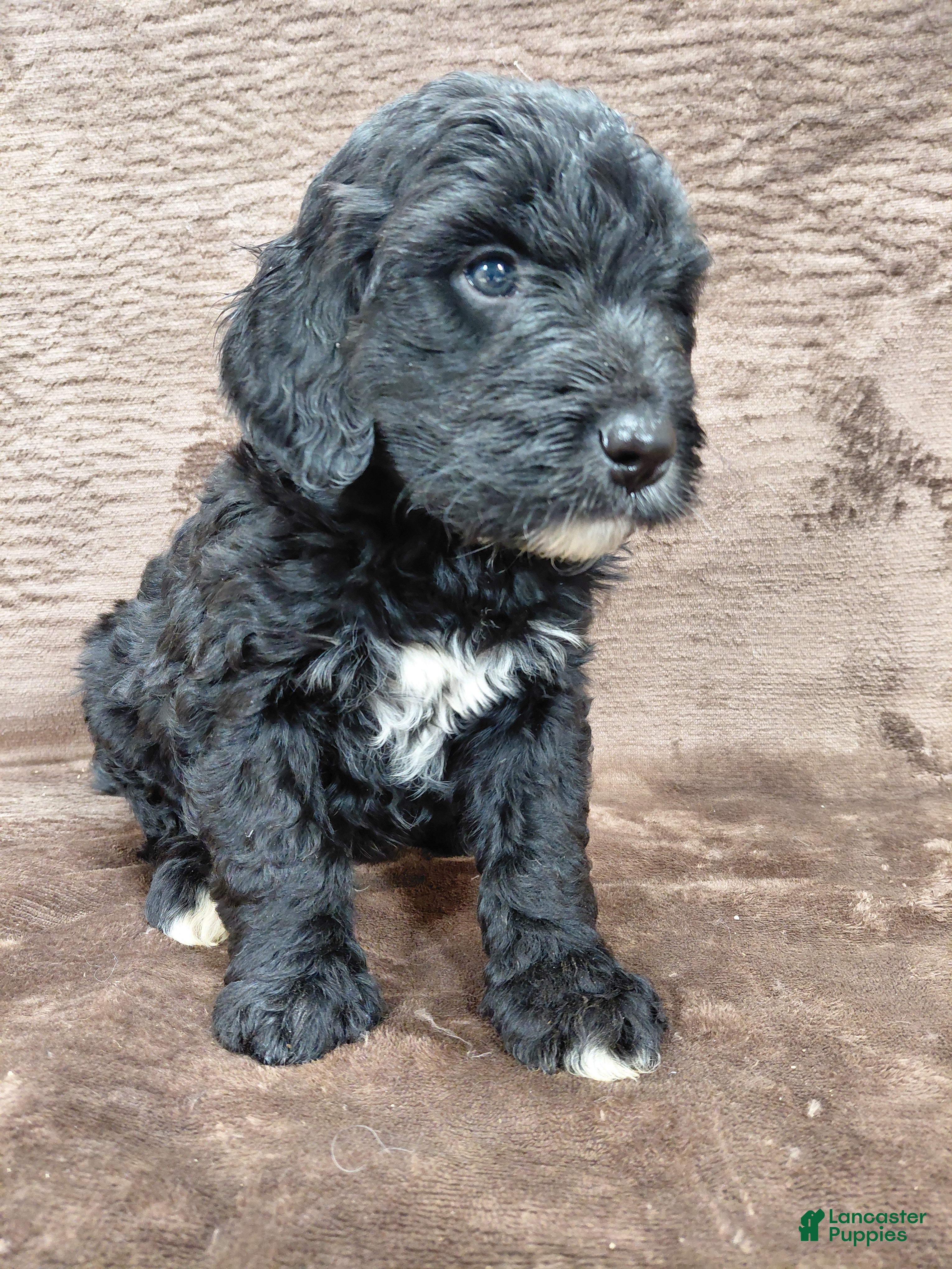 Bernedoodle dogs Baron - Ad 22