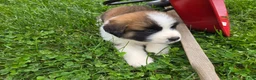 Saint Bernard dogs for sale: Maverick - Ad 2
