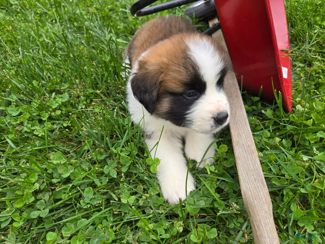 Saint Bernard dogs for sale: Maverick - Ad 2