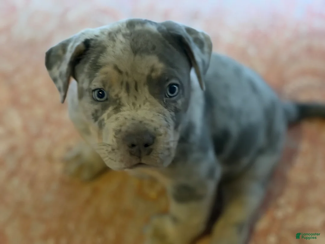 American Bully dogs for sale: Junior - Ad 1