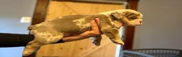 English Bulldog dogs for sale: Versace - Ad 44