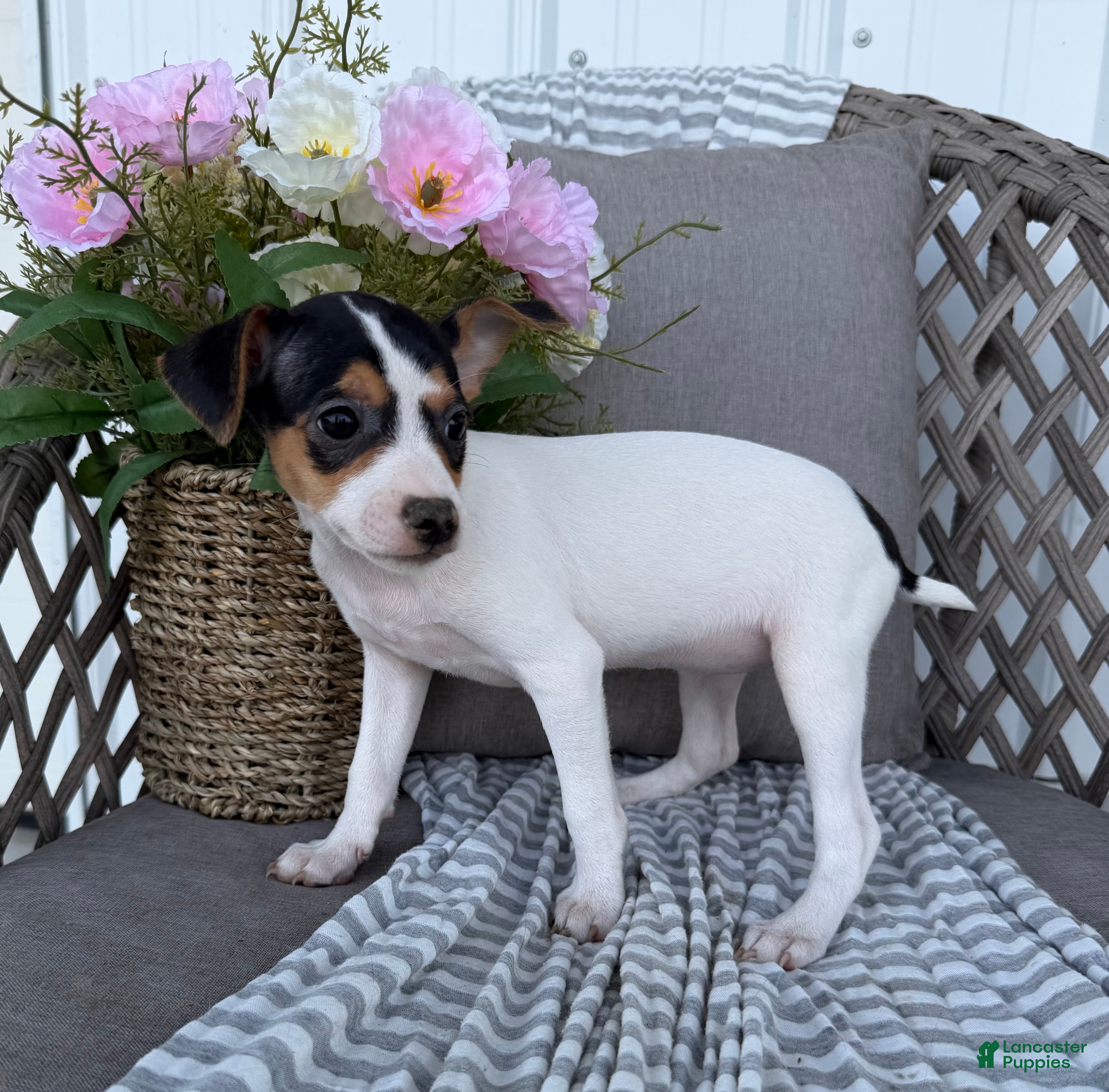 Toy Fox Terrier dogs Tulip - Ad 2