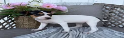 Toy Fox Terrier dogs for sale: Tulip - Ad 2