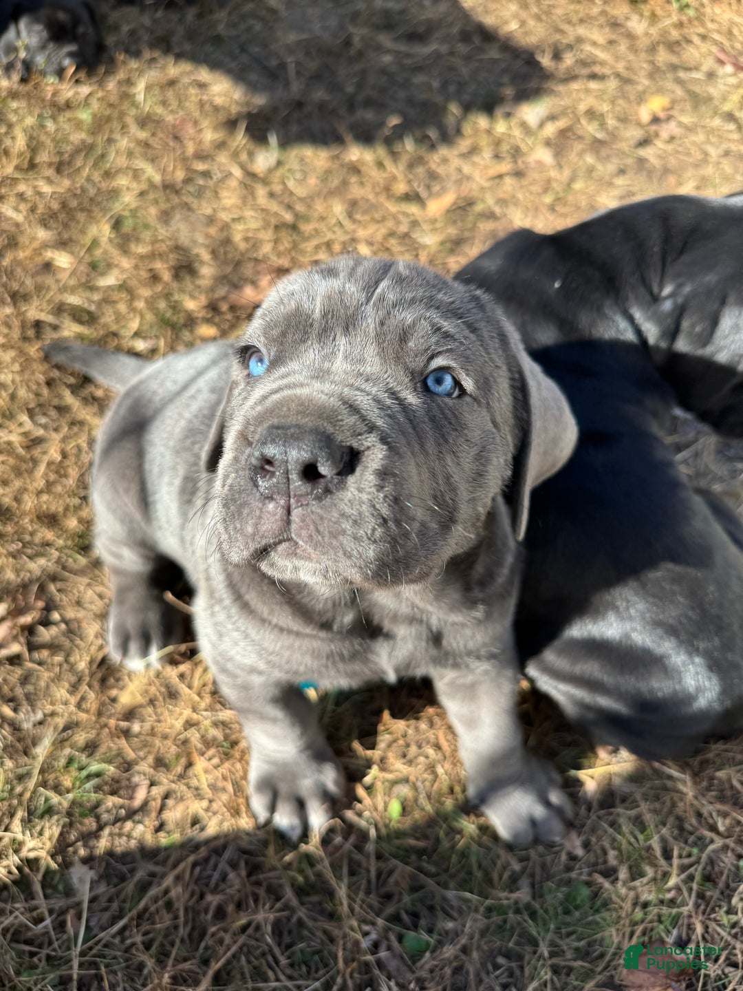 Cane Corso dogs for sale: Titus - Ad 2