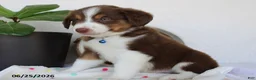 Miniature Australian Shepherd dogs for sale: Parker - Ad 6