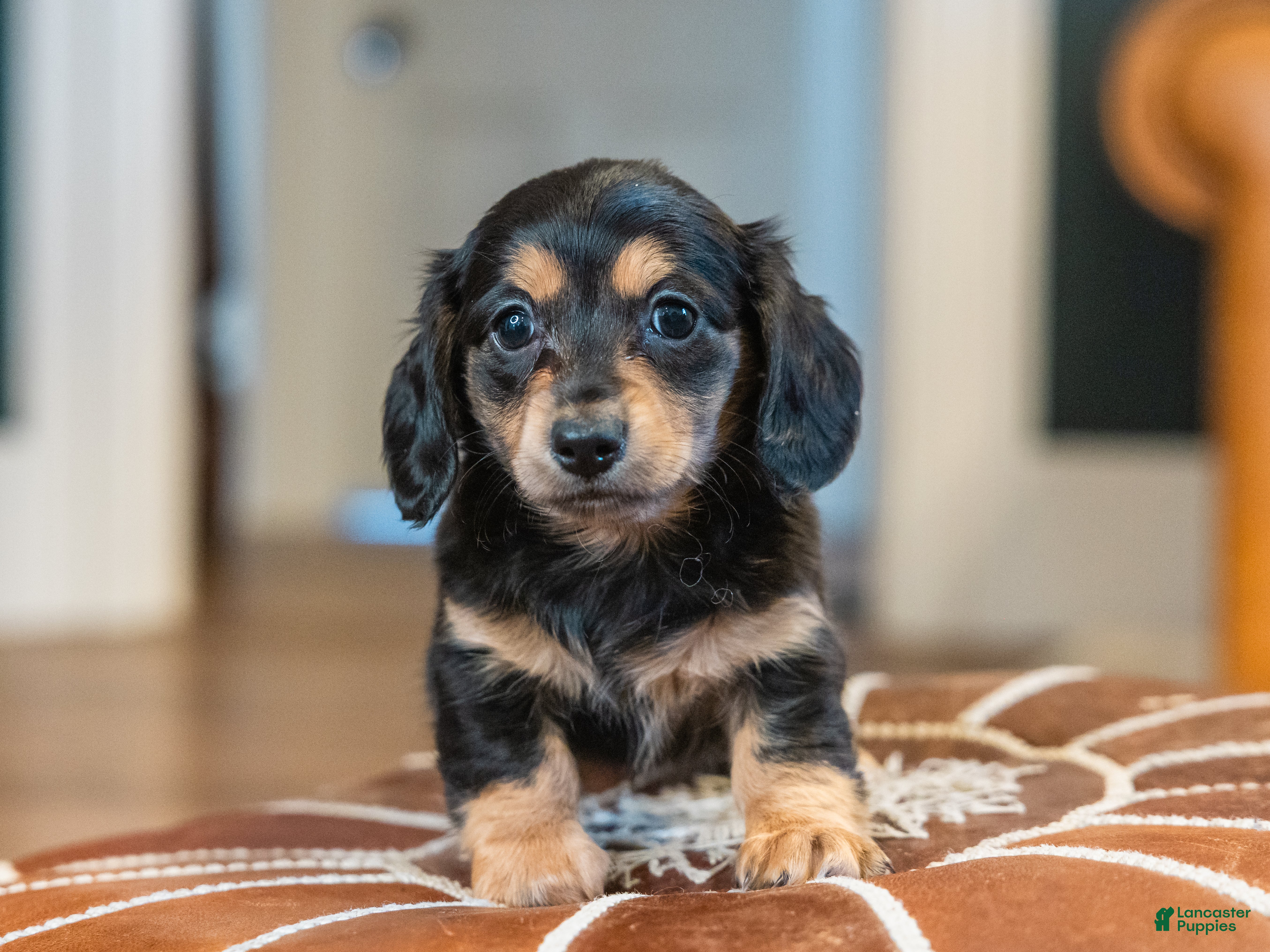 Miniature Dachshund dogs Pippa - Ad 2