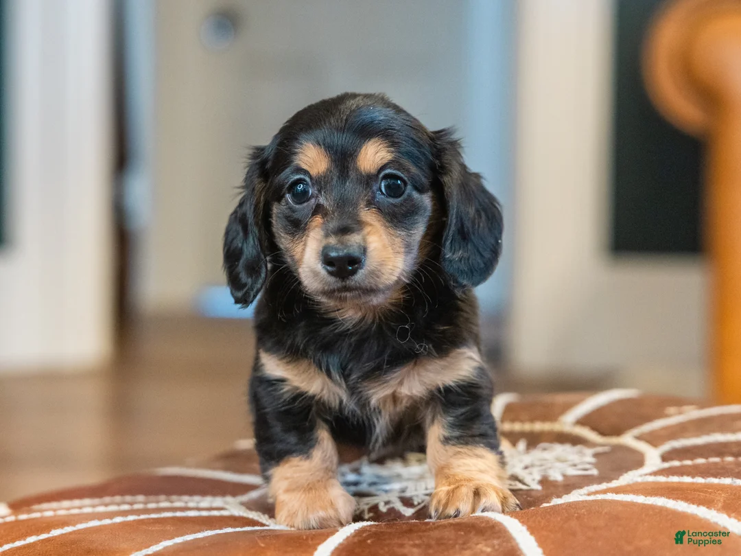 Miniature Dachshund dogs for sale: Pippa - Ad 2