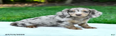 Daphne