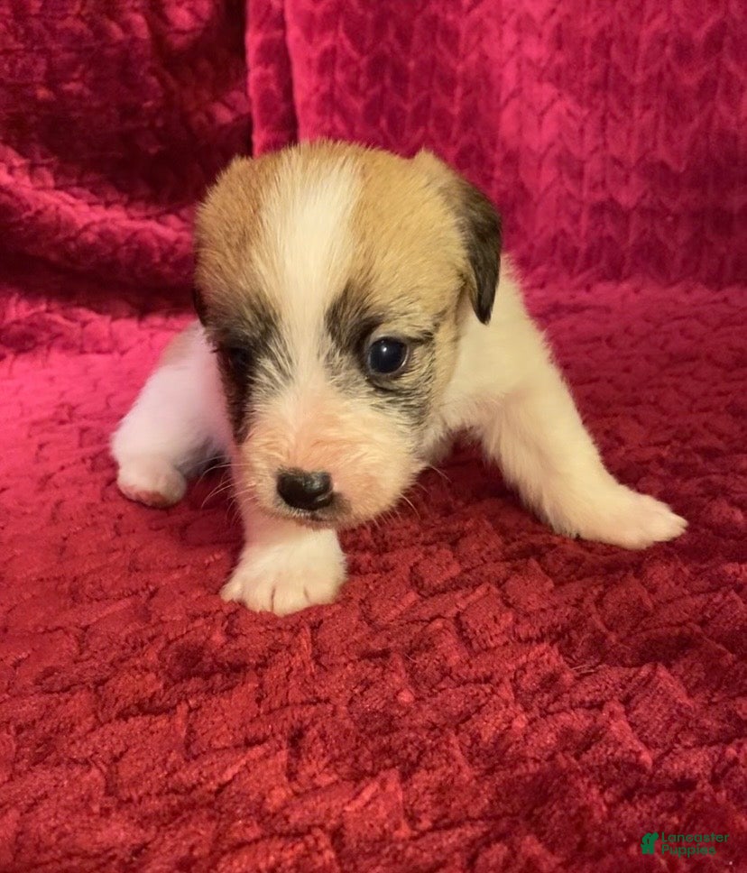 Jack Russell Terrier dogs Jack Russell Terrier Puppy 4 - Ad 2