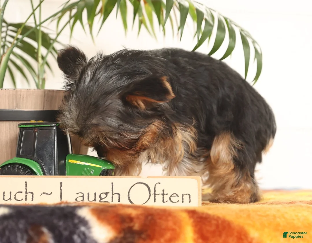 Yorkshire Terrier dogs for sale: Bowie - Ad 8