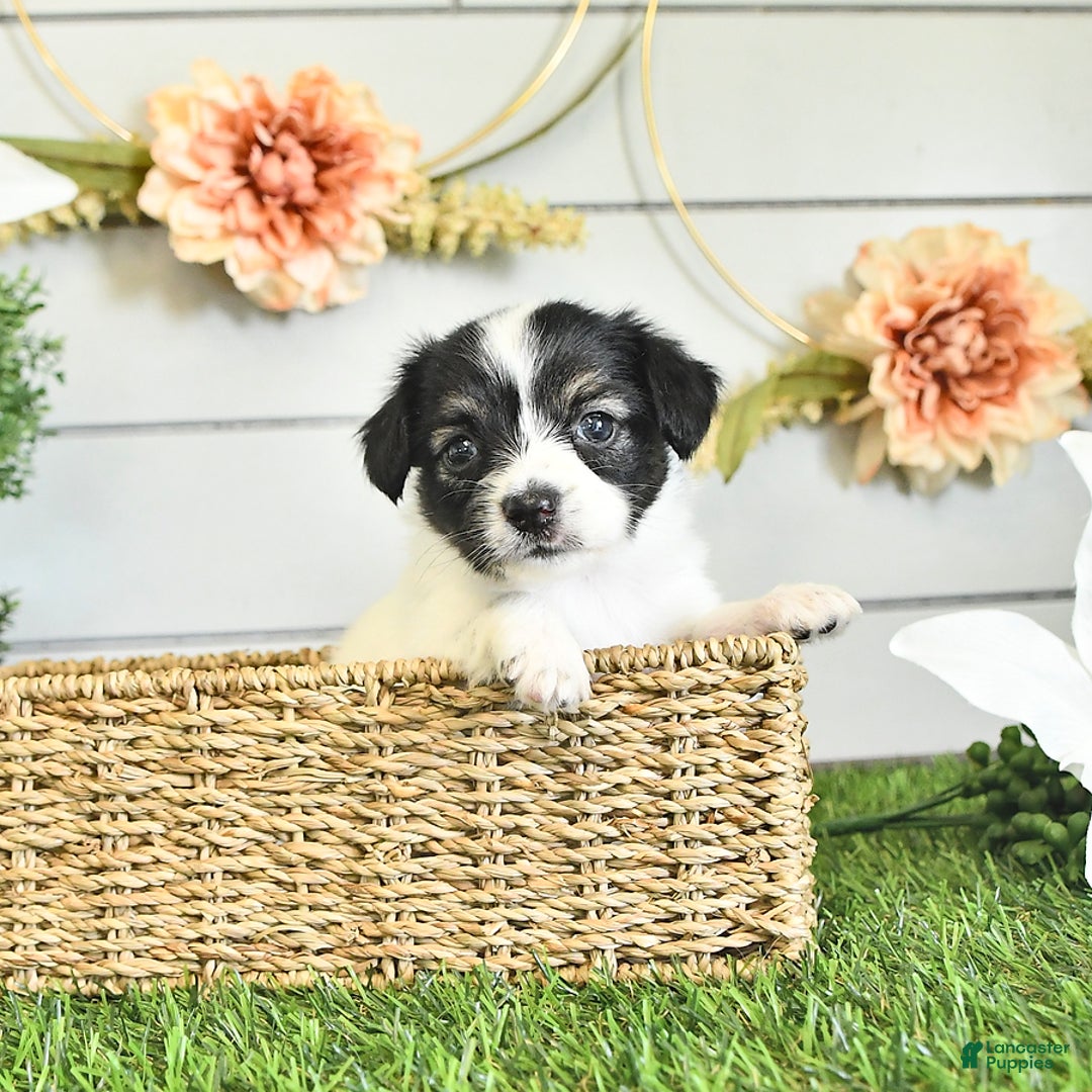 Papillon dogs for sale: Lilah - Ad 16