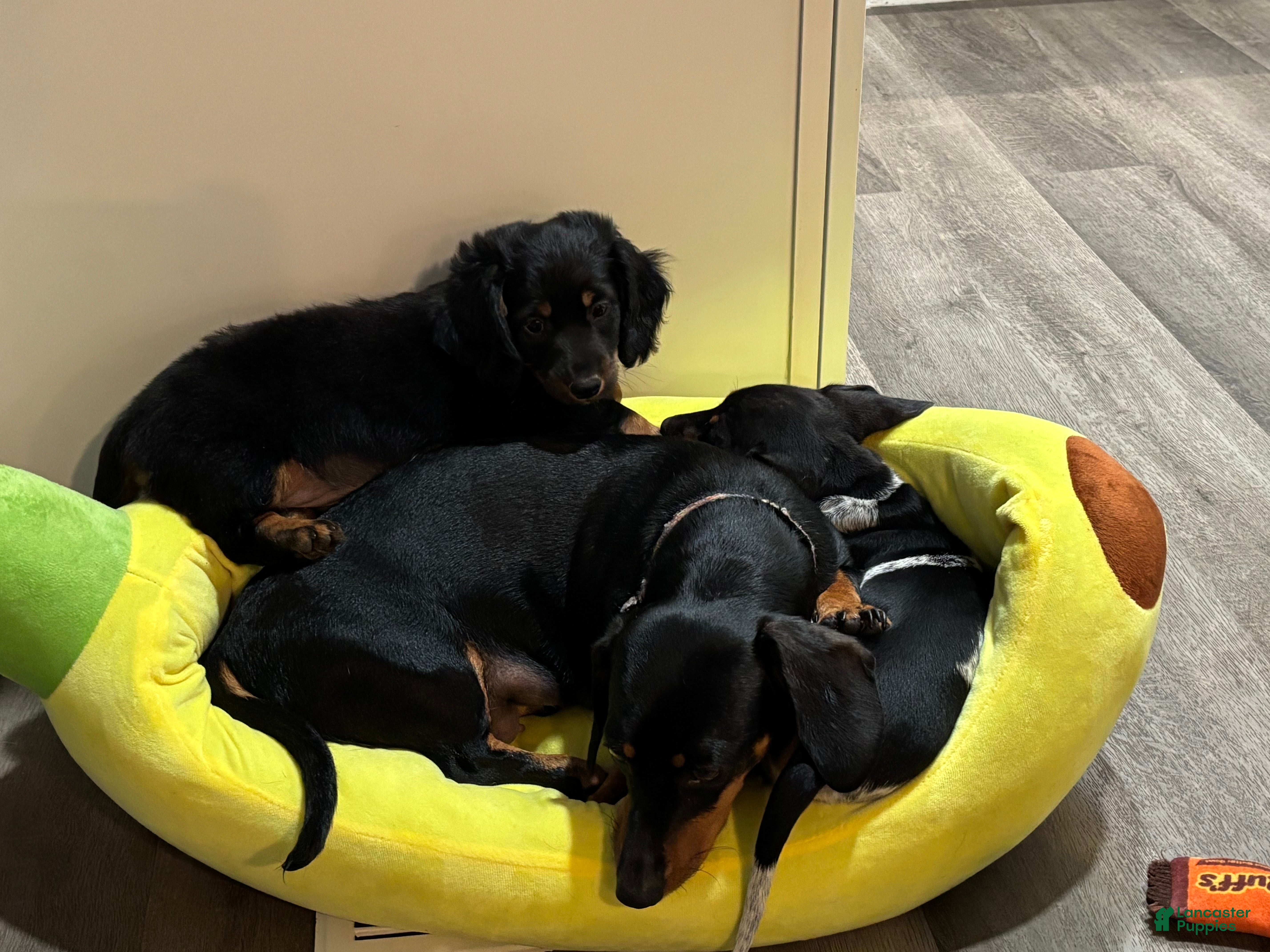 Dachshund dogs Louie  - Ad 2