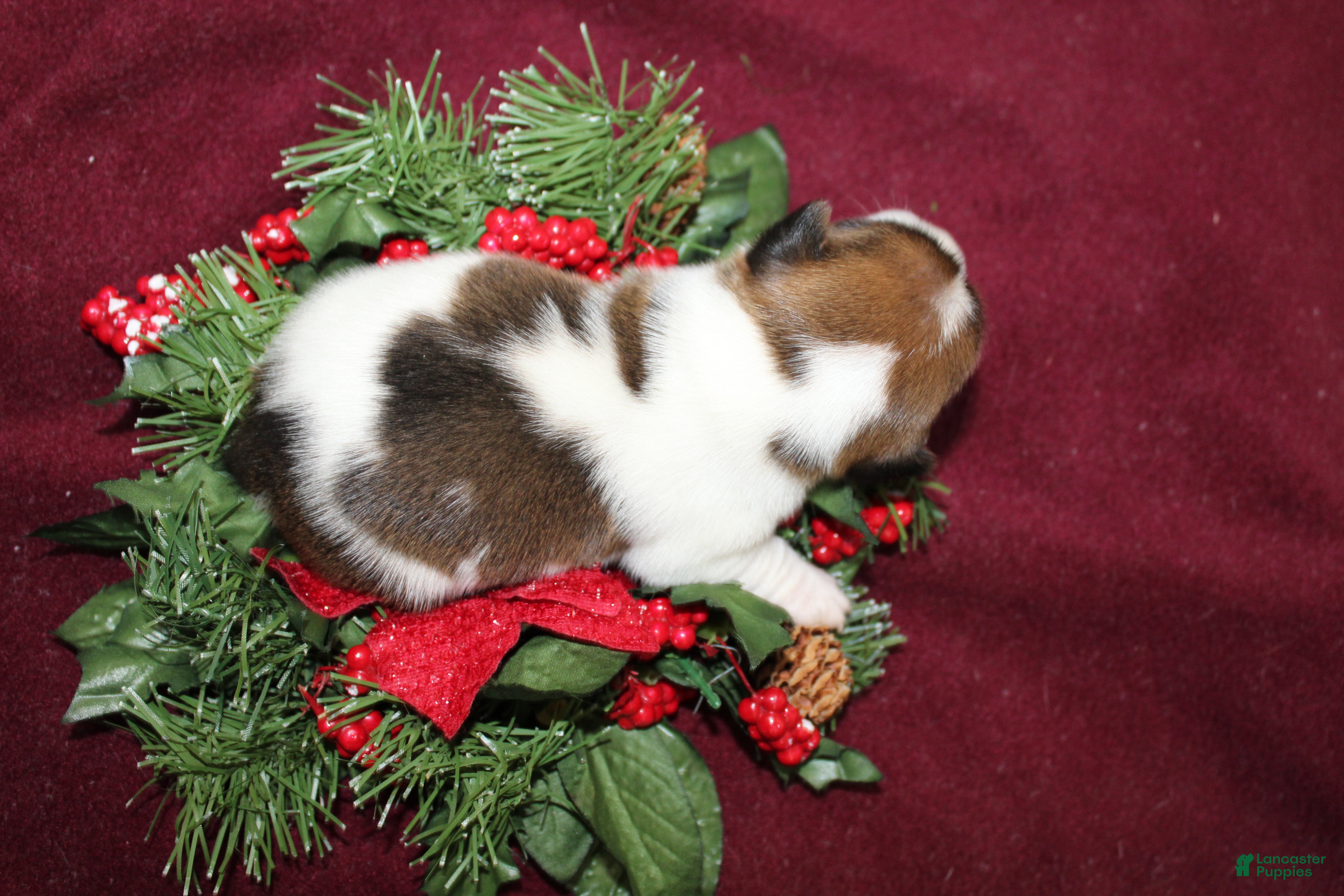 Jack Russell Terrier dogs Skittles - Ad 35