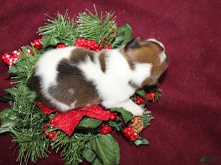 Jack Russell Terrier dogs Skittles - Ad 24