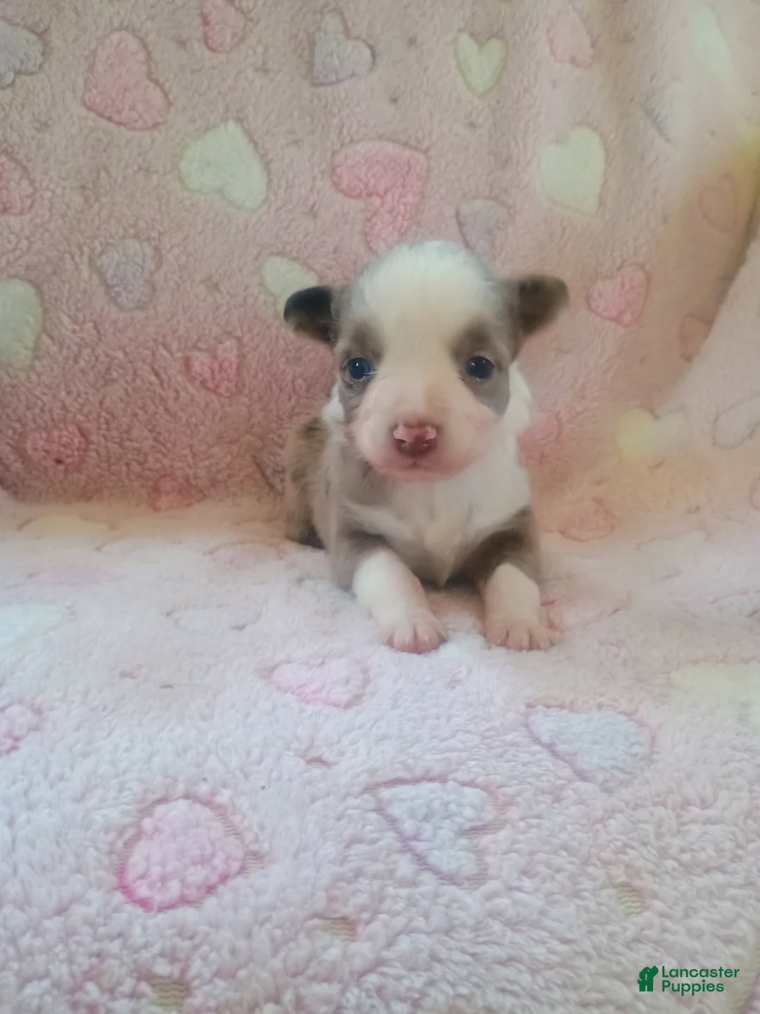 Toy Australian Shepherd dogs for sale: Toy Australian Shepherd Puppy 3 - Ad 1