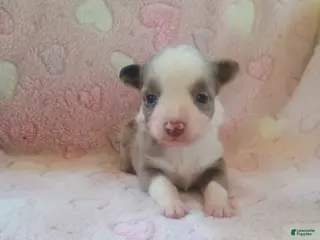 Toy Australian Shepherd dogs Toy Australian Shepherd Puppy 3 - Ad 11