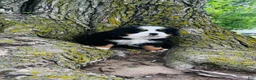 Bernese Mountain Dog dogs for sale: Callahan - Ad 8