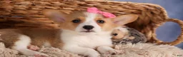 Welsh Corgi Pembroke dogs for sale: Callie  - Ad 11