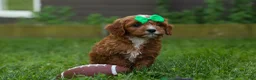Cavapoo dogs for sale: OLLIE - Ad 9