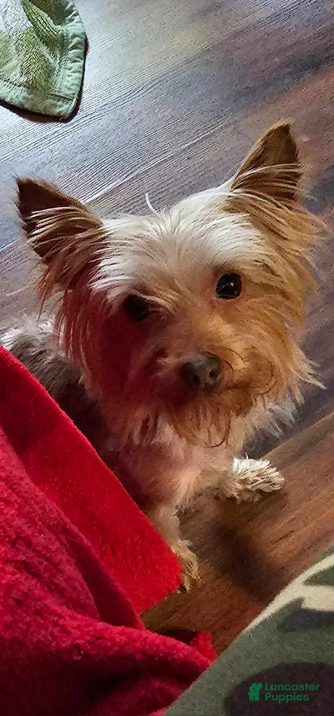 Yorkshire Terrier dogs for sale: Yorkshire Terrier Boy - Ad 9