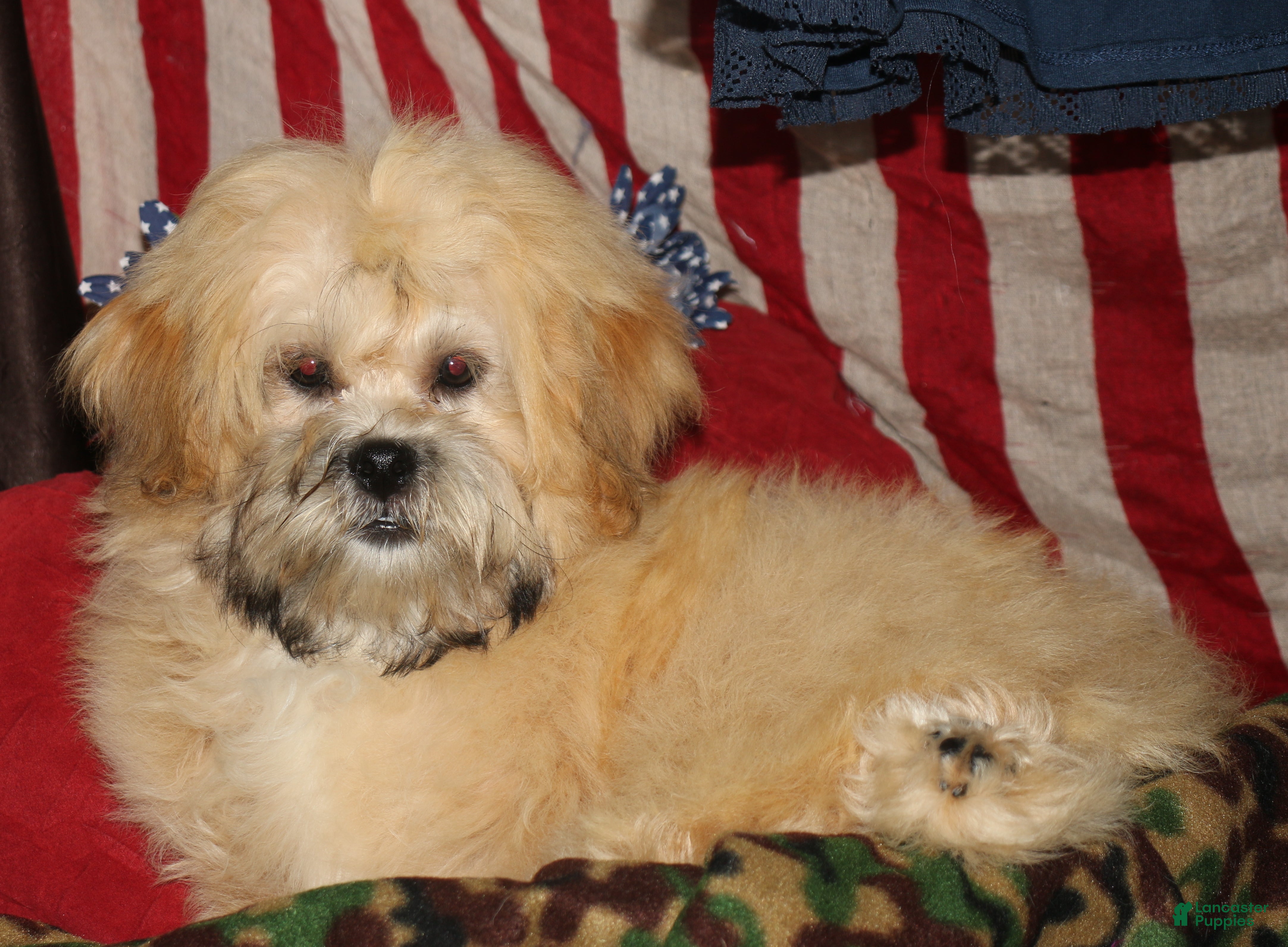 Shihpoo dogs Luke - Ad 1