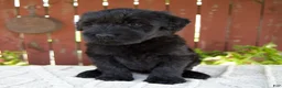 Giant Schnauzer dogs for sale: Tiffany - Ad 7