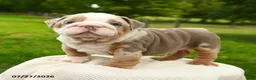 English Bulldog dogs for sale: Sarge - Ad 1