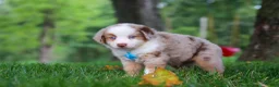 Miniature Australian Shepherd dogs for sale: Leo - Ad 3