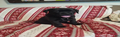Taki