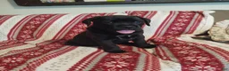 Boxador dogs for sale: Taki - Ad 1
