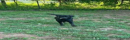 Mixed Breed dogs for sale: Cane Corso-Rottweiler - Ad 5