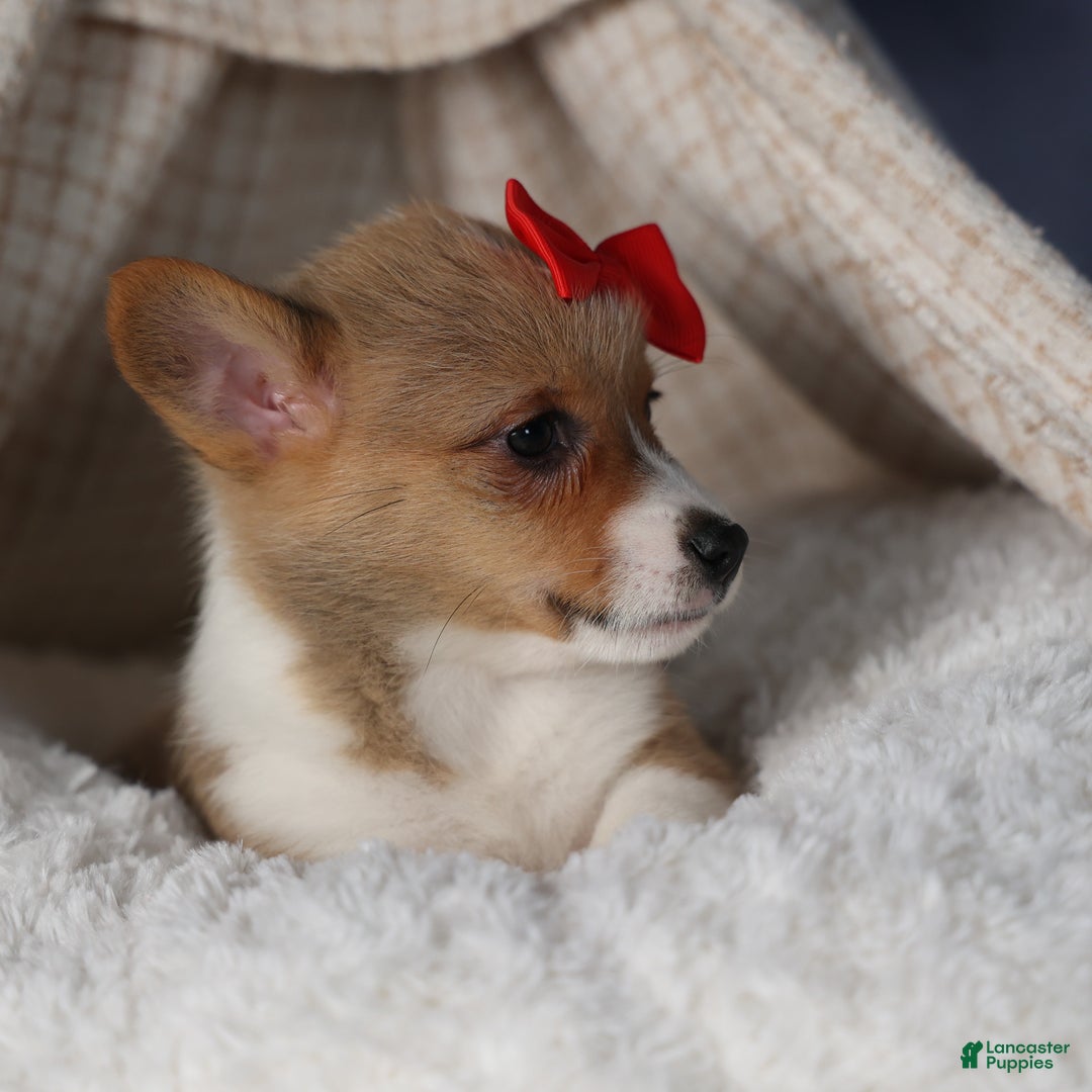 Welsh Corgi Pembroke dogs for sale: Diva - Ad 8