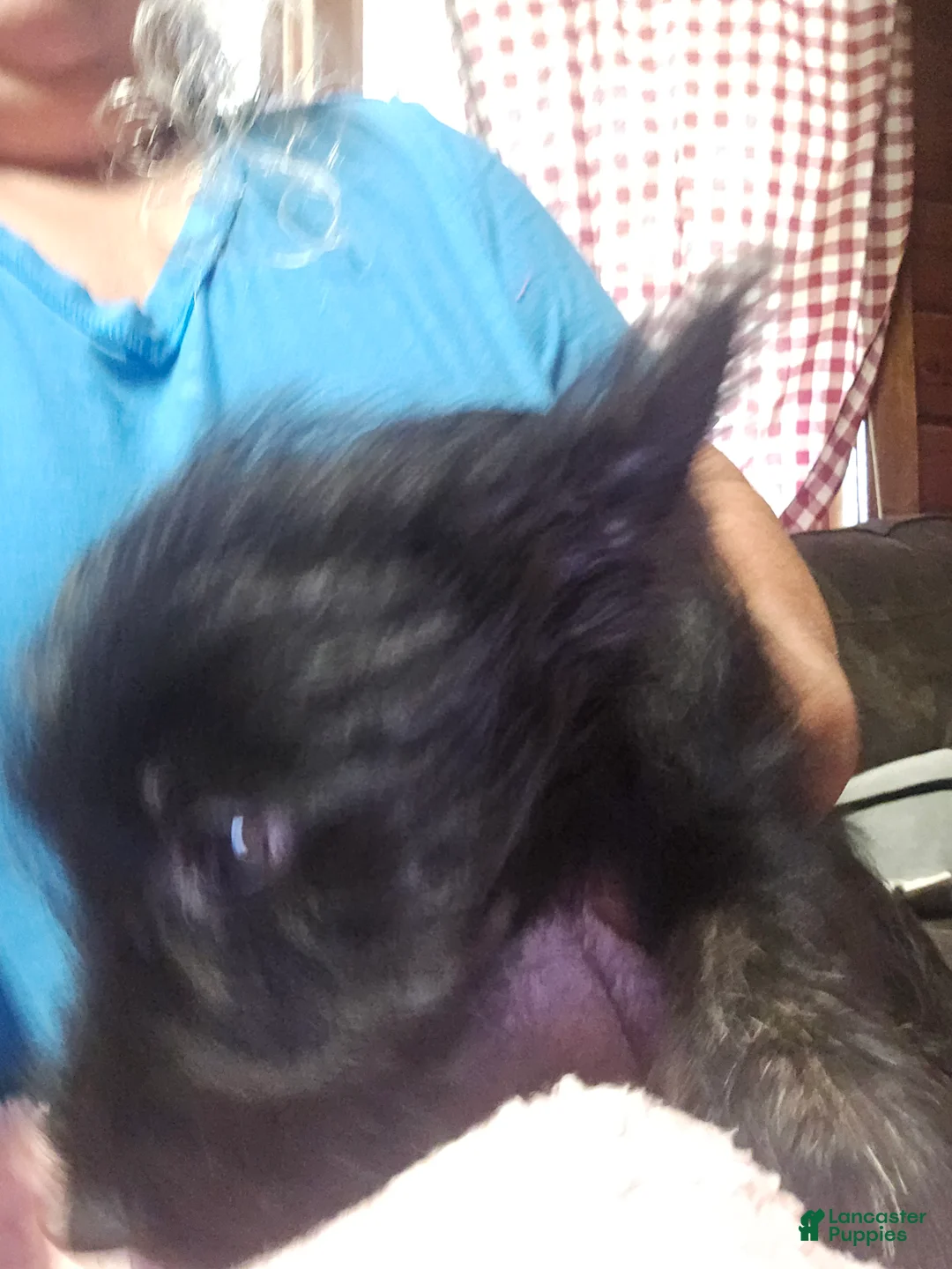 Scottish Terrier dogs for sale: Scottish Terrier 8 - Ad 1