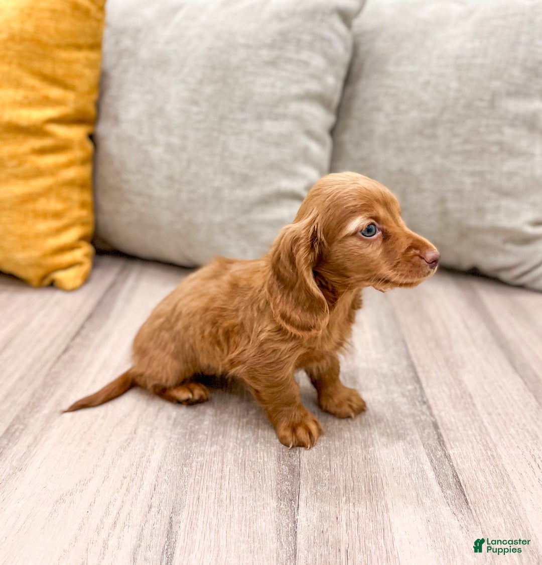 Miniature Dachshund dogs for sale: Ginger - Ad 3