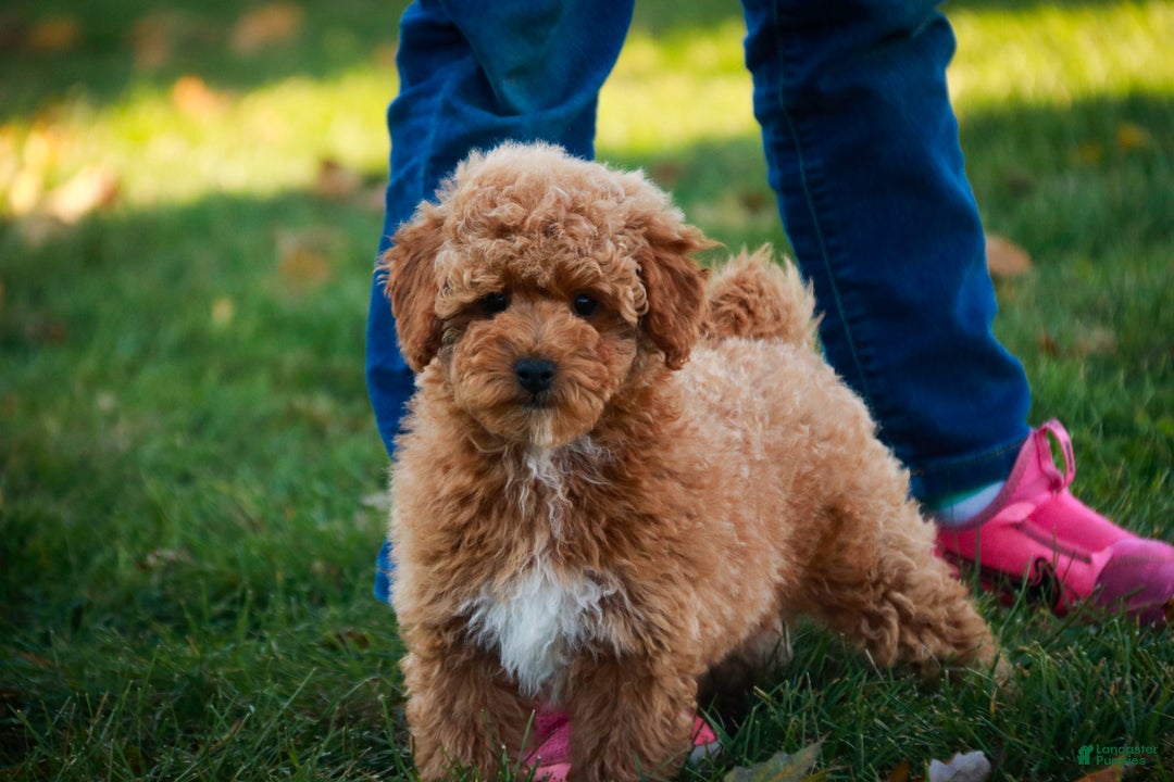 Shihpoo dogs for sale: Chase - Ad 6