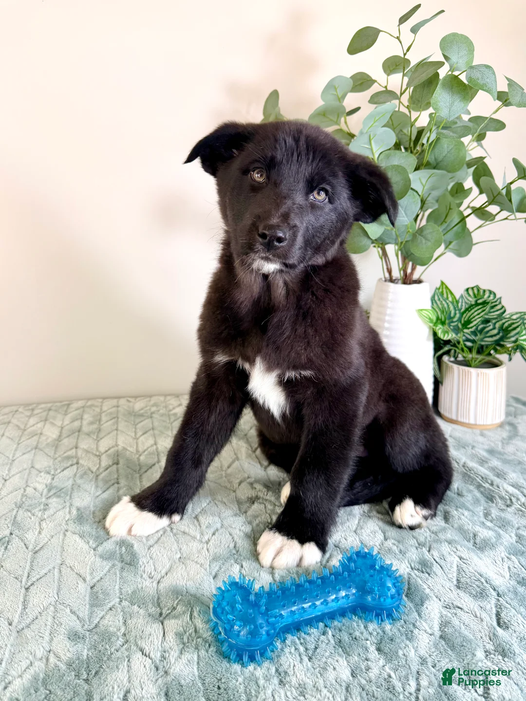 Gerberian Shepsky dogs for sale: Bear - Ad 2