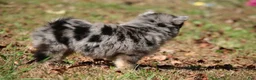 Pomsky dogs for sale: Sparky  - Ad 6