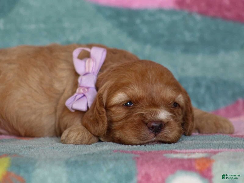 Cavapoo dogs Jillian - Ad 1
