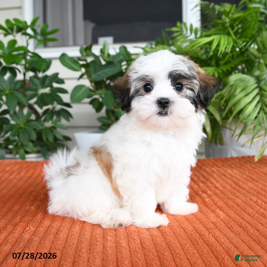 Malshi dogs Hazel - Ad 1