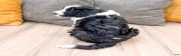 Aussiedoodle dogs for sale: Oreo - Ad 4
