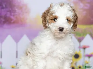 Mini Goldendoodle dogs for sale: Daisy - Ad 2