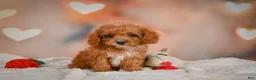Cavapoo dogs for sale: Charles - Ad 4