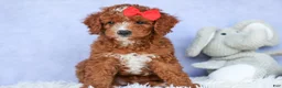 Cavapoo dogs for sale: TUCKER - Ad 18
