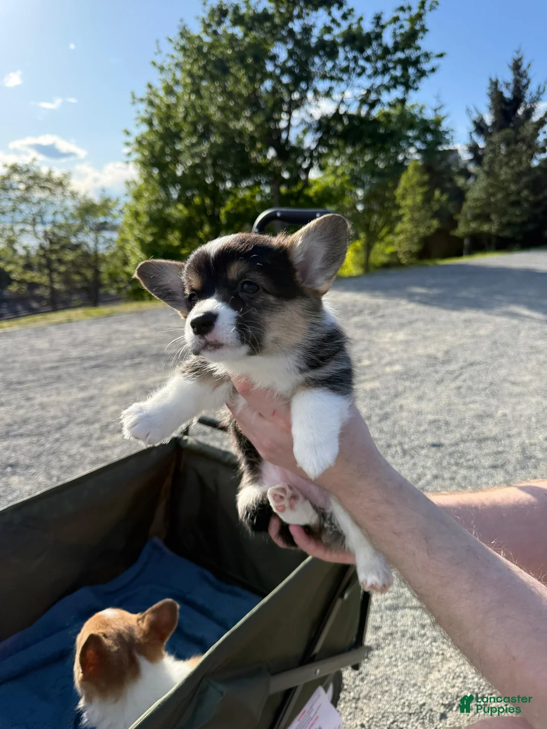 Welsh Corgi Pembroke dogs for sale: Male Welsh Corgi Pembroke Puppy - Black/ Tri - Ad 2