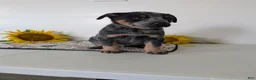 Australian Cattle Dog dogs for sale: Ranger  - Ad 6
