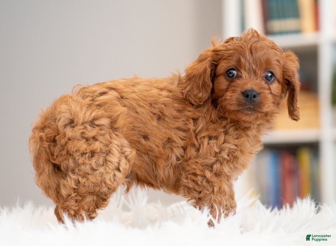 Cavapoo dogs for sale: Rambo - Ad 3