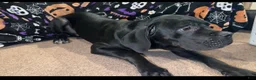Cane Corso dogs for sale: Cane Corso wishbone  - Ad 3