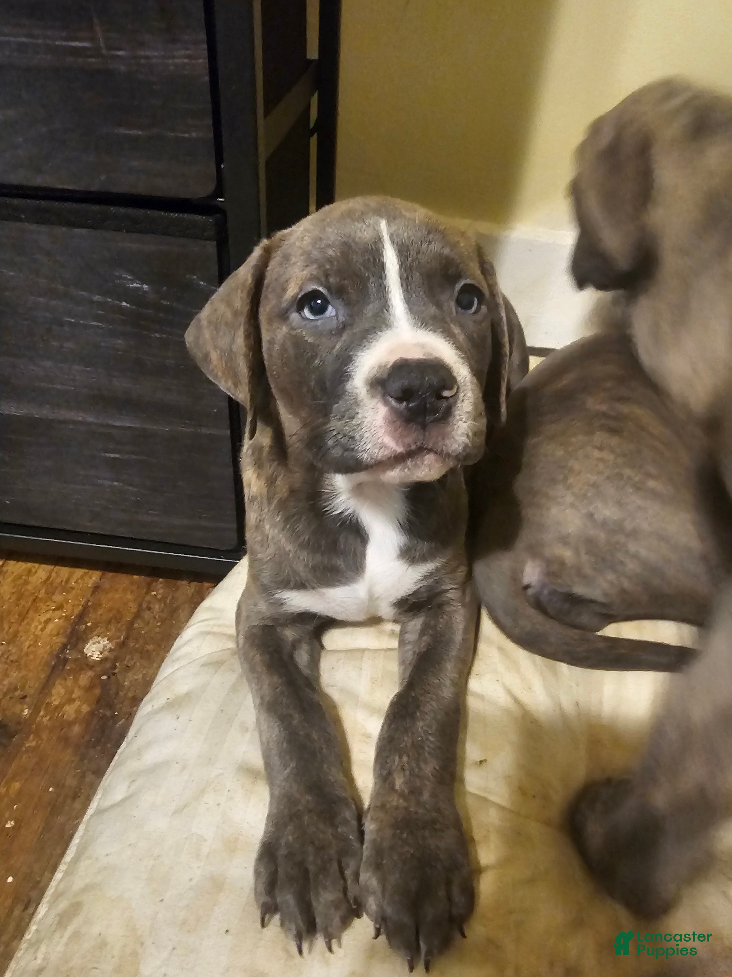 American Pit Bull Terrier dogs American Pit Bull Terrier Puppy 6 - Ad 1